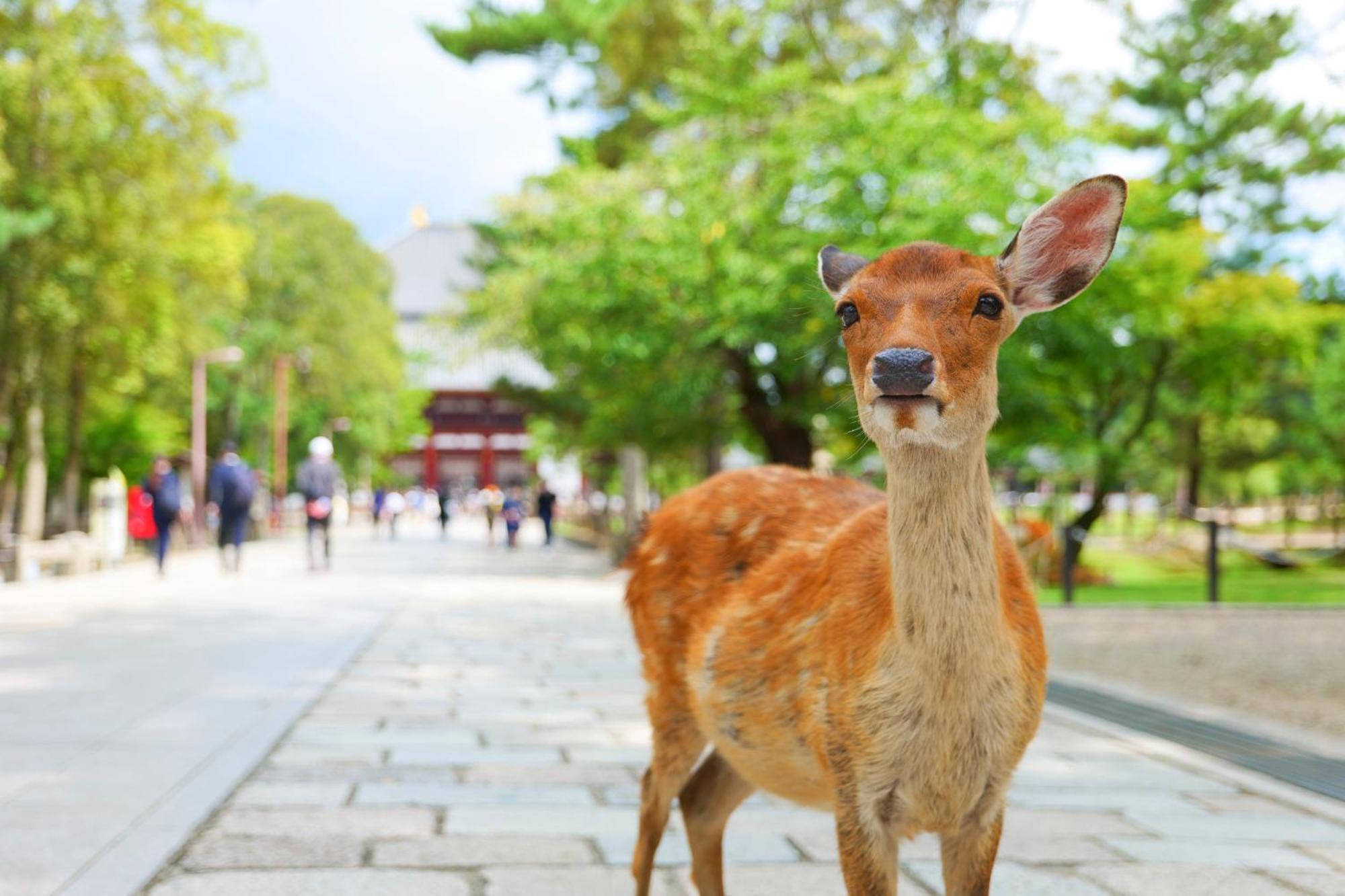 Sekai Hotel Deep Osaka Experience Yao Ngoại thất bức ảnh